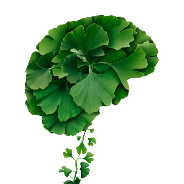Ginkgo biloba leaves forming a brain shape, representing HR WELLNESS nootropic science for focus, memory, concentration, mental clarity, and overall brain health.