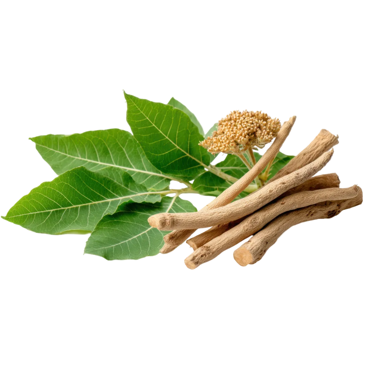 Ashwagandha root featured in HR WELLNESS PowerSleep Nootropic Tea to support deep relaxation, restorative sleep, and nervous system wellbeing.