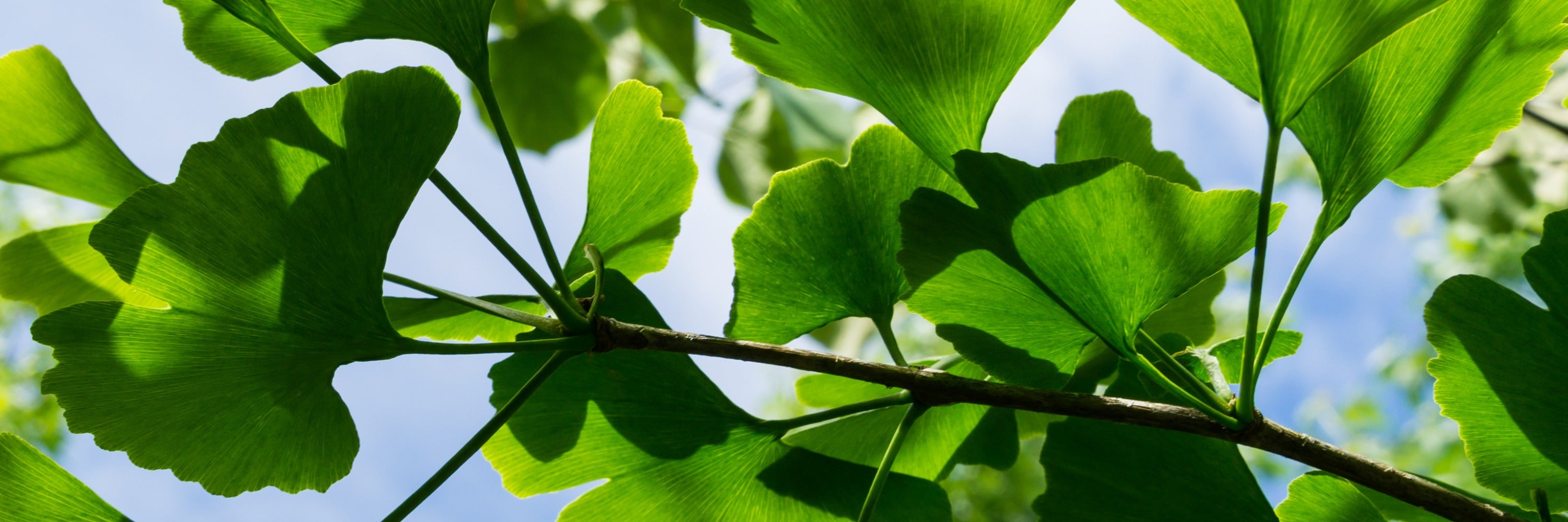 Ginkgo biloba leaves featured in HR Wellness SuperBrain nootropic tea to support brain health, focus and cognitive function
