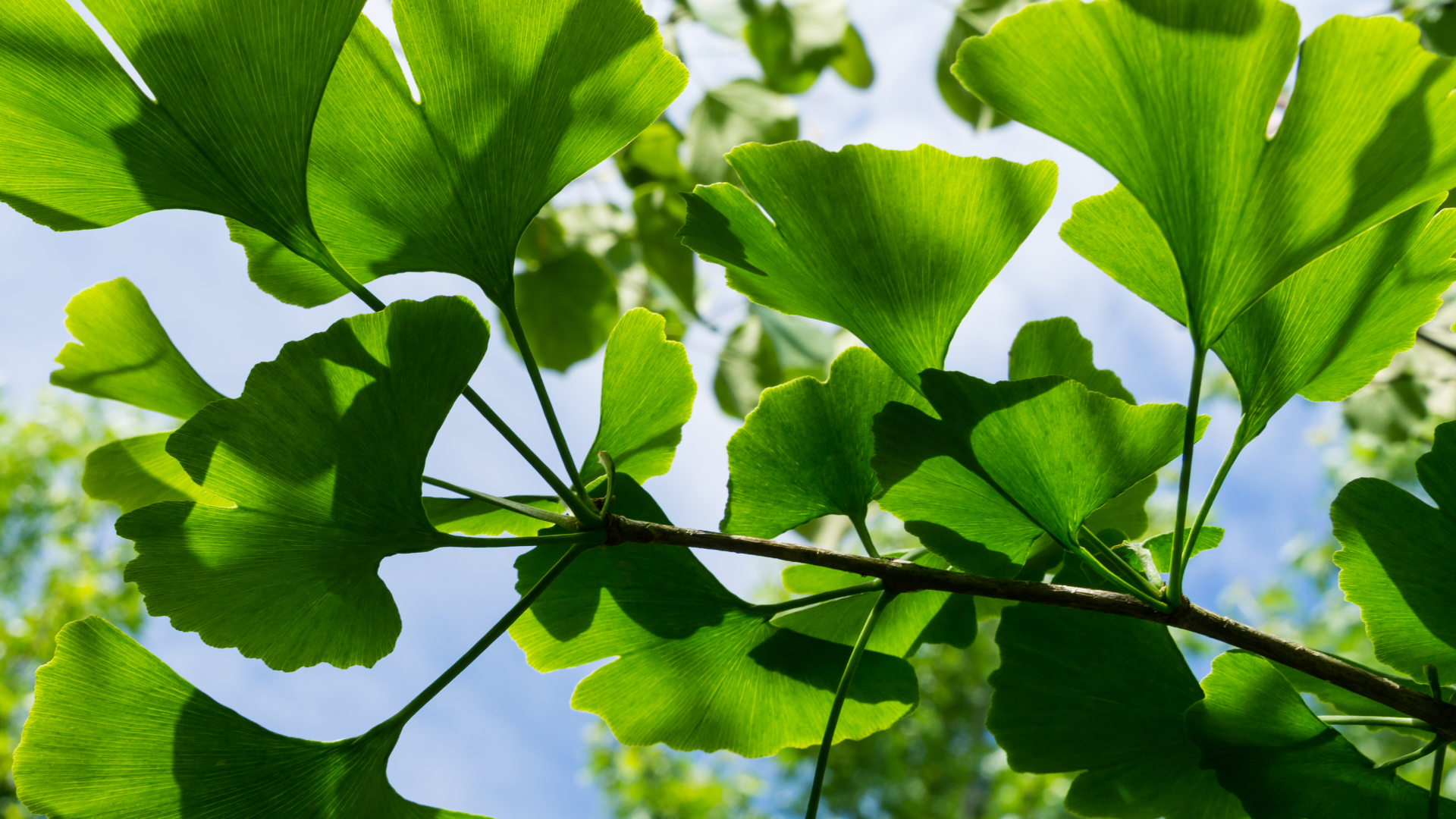 Ginkgo biloba leaves featured in HR WELLNESS SuperBrain Nootropic Tea to support focus, memory, concentration, mental clarity, and overall brain health.